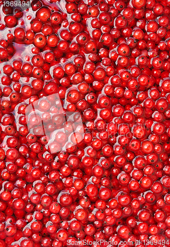 Image of Fresh red currant berries in water - background