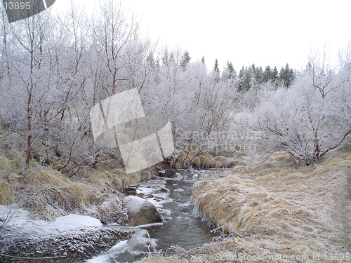 Image of white forest