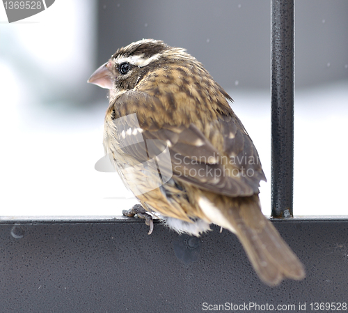 Image of Sparrow in a winter 