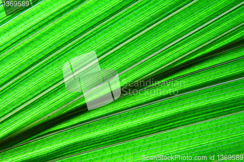 Image of green leaf texture