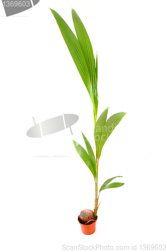 Image of coconut palm tree