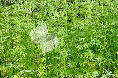 Image of detail of marijuana field 