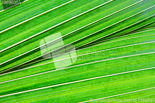 Image of green leaf texture