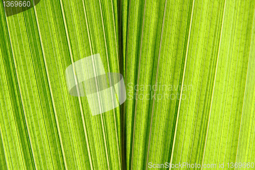 Image of green leaf texture