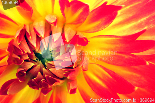 Image of floral background