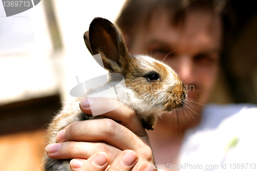 Image of young rabbit 