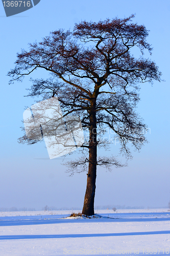 Image of tree in the witer