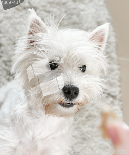 Image of West highland white terrier