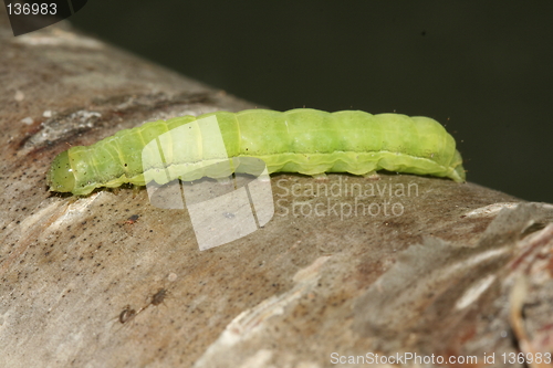 Image of green caterpillar