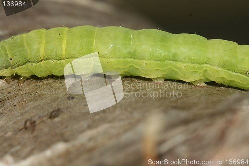 Image of green feets