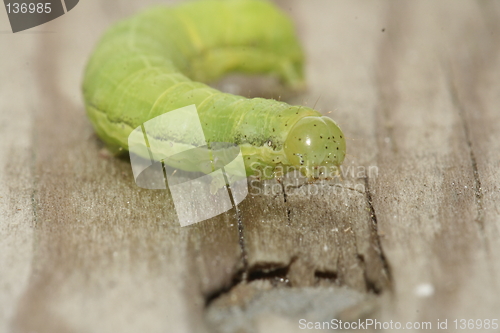 Image of caterpillar green