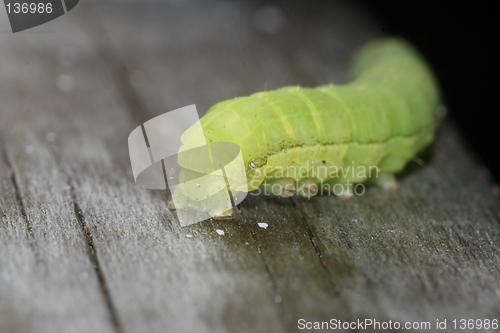 Image of caterpillar walking away