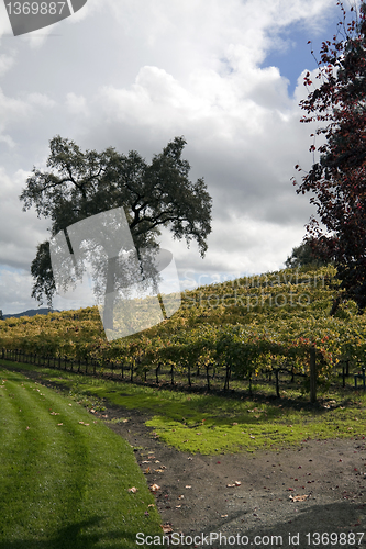 Image of Vineyard