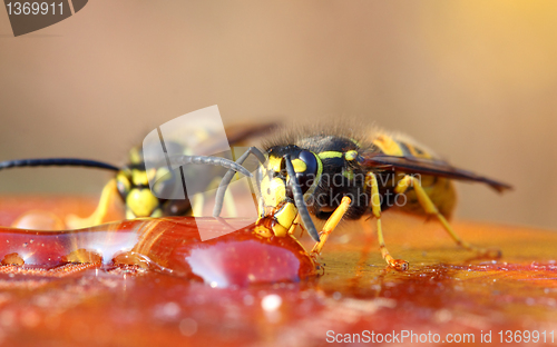 Image of two wasp eating honey