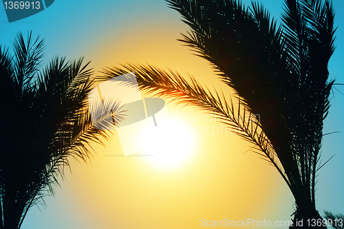 Image of silhouette of palm trees against sun