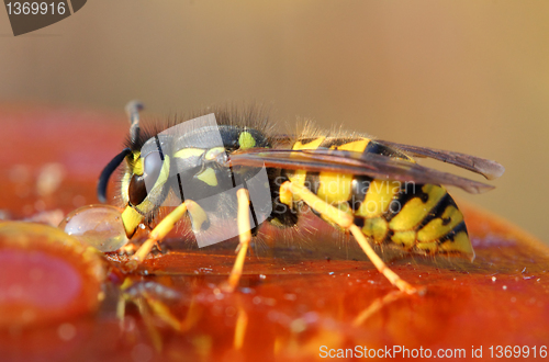 Image of wasp eating honey