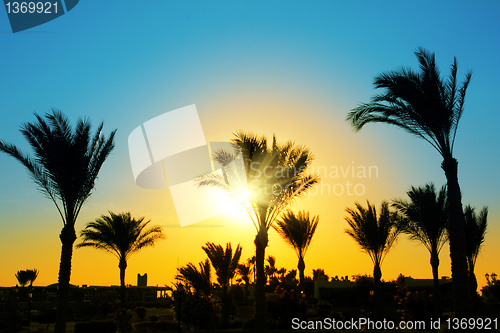 Image of silhouette of palm trees against sun