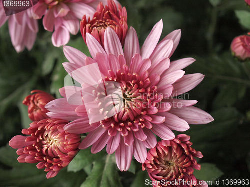 Image of Chrysanthemum picture