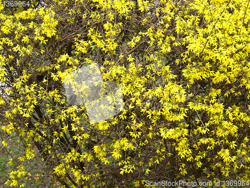 Image of Forsythia flowers