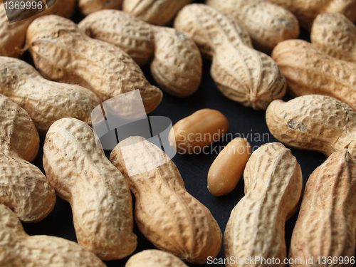 Image of Peanut picture