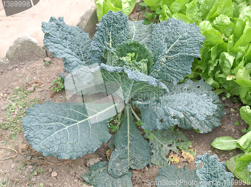 Image of Cabbage picture