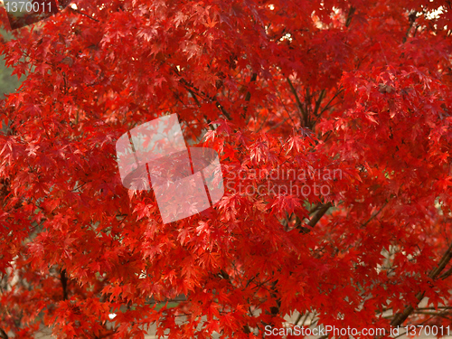 Image of Maple leaves