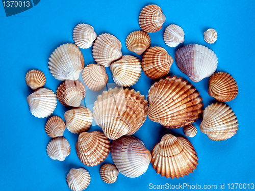 Image of Shells