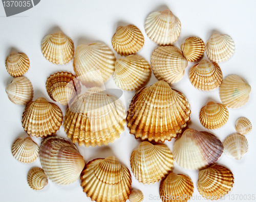 Image of Shells
