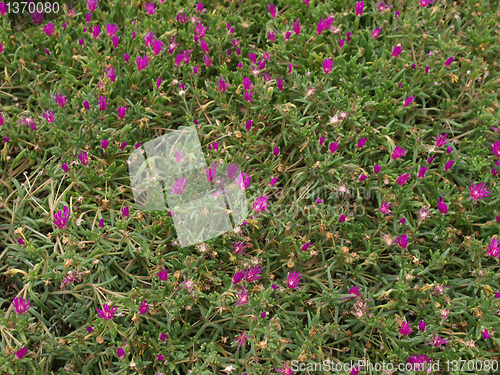 Image of Flowers
