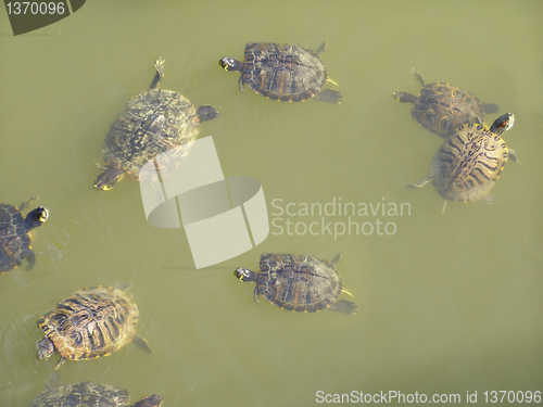 Image of Turtle picture