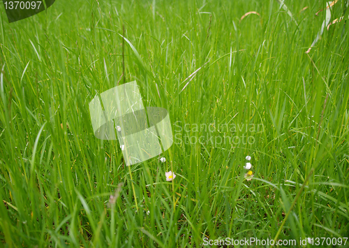 Image of Grass meadow