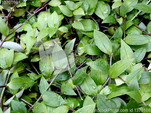Image of Foliage picture