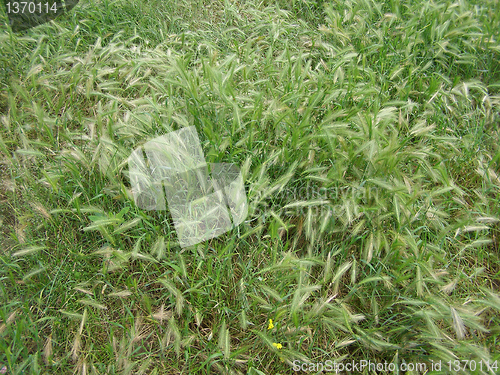 Image of Grass meadow weed