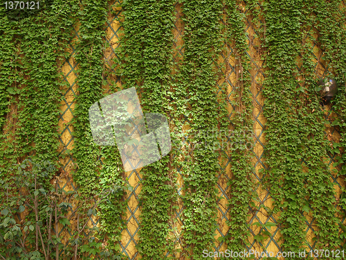 Image of Ivy wall