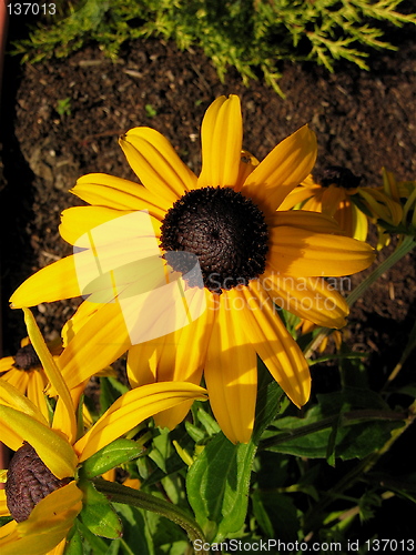 Image of yellow flower