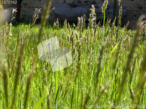 Image of Grass meadow weed