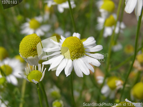 Image of Chamomile picture