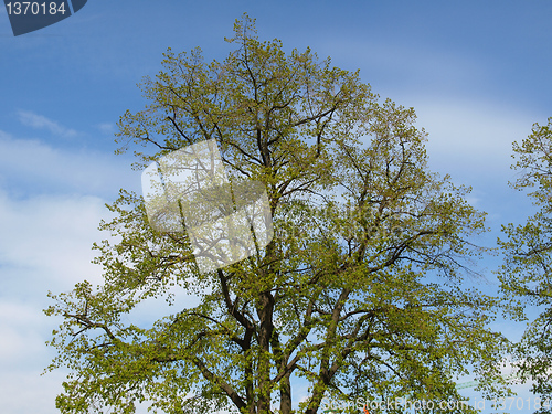 Image of Tree picture