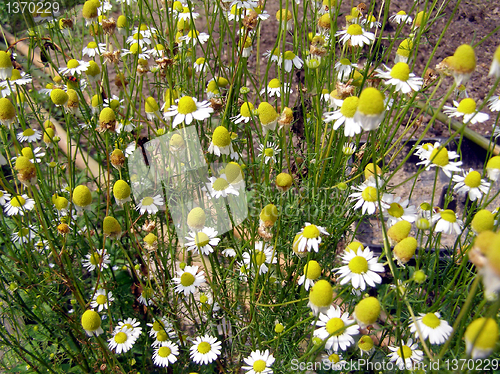 Image of Chamomile picture