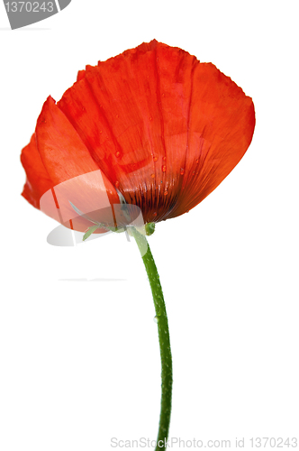 Image of  Red poppies after a rain, it is isolated on white