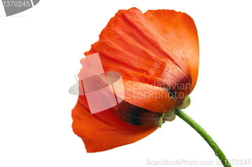 Image of  Red poppies after a rain, it is isolated on white