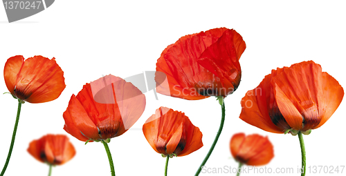 Image of Red poppies after a rain, it is isolated on white