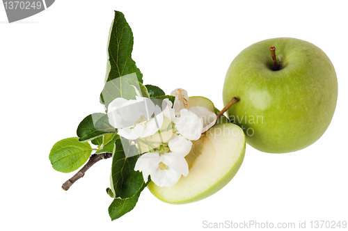 Image of green apple and blossoming branch 