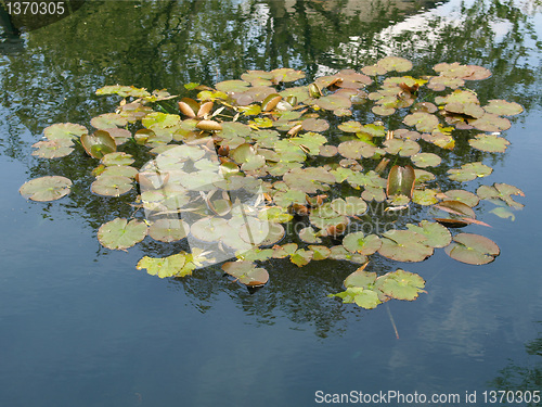 Image of Waterlily
