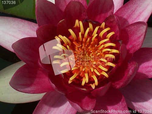 Image of Red water lilly