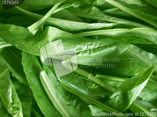 Image of Salad picture