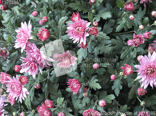 Image of Chrysanthemum picture