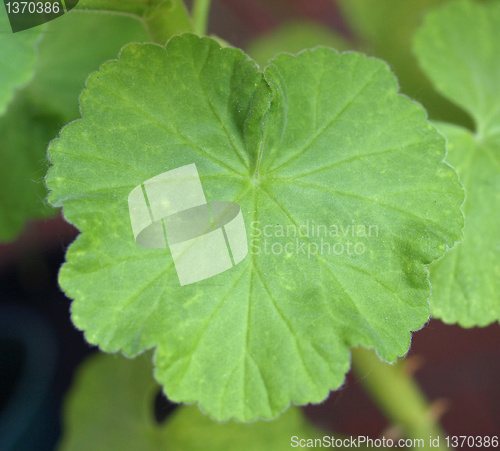 Image of Geranium