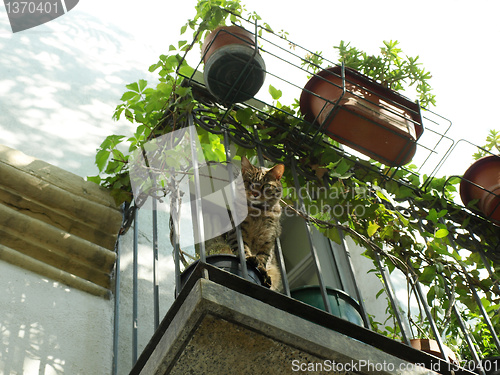 Image of Balcony with cat