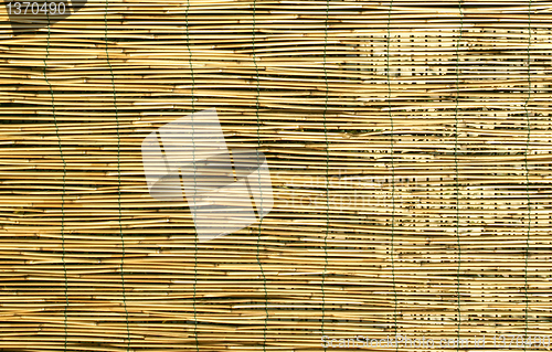 Image of Bamboo background